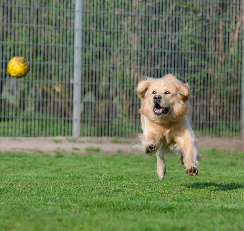 dog cat boarding kennel