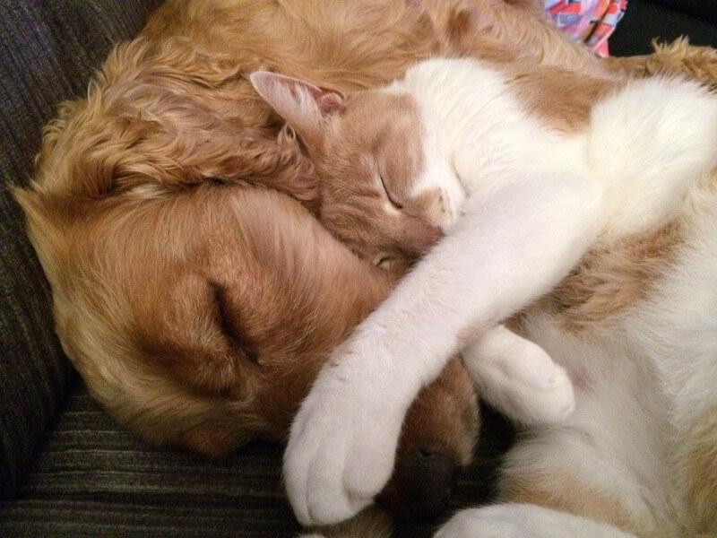 spay neuter cat dog puppy kitten