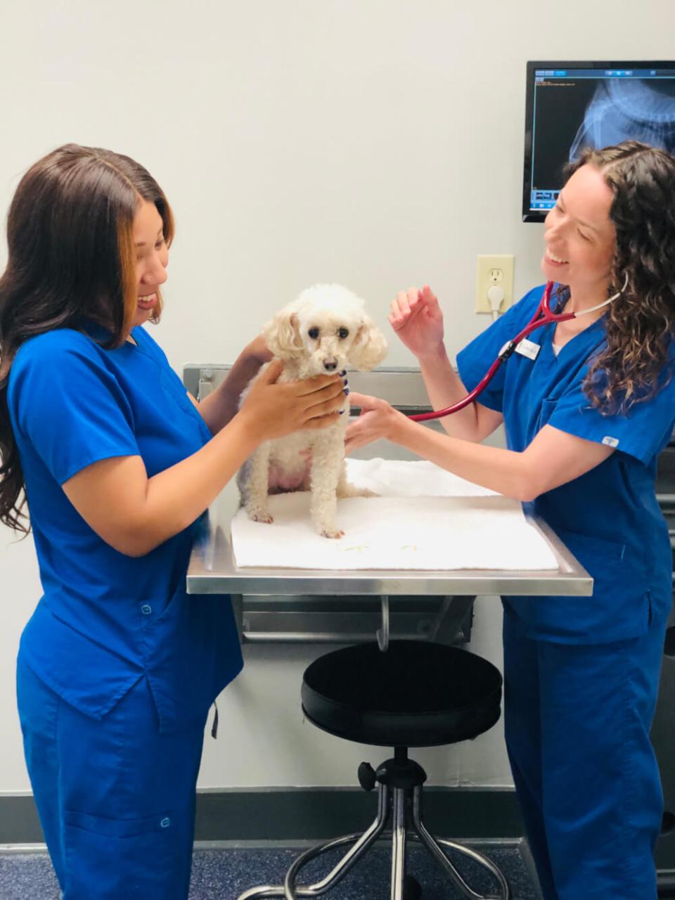Chronic Pain in Pets