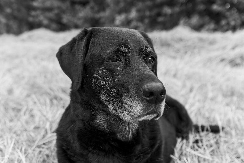 Dog Senior Care