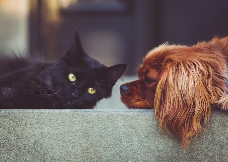 Dog & Cat Dog & Cat