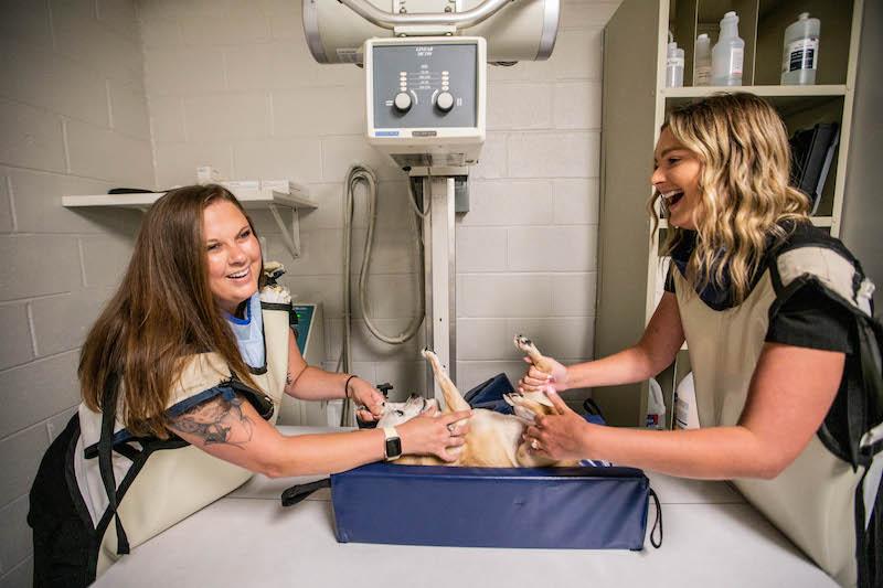 Ridgetowne Animal Clinic - Imaging