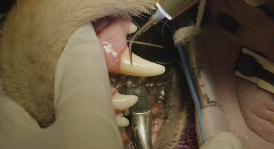 dental